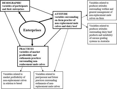 Producer practices and attitudes: Non-replacement male calf management in the Australian dairy industry